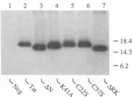 FIG. 3.wild-typeteins.Positionstransfectedresultantpolyclonalresolvedrightafter Immunoprecipitation analysis of mutant HIV-1 Tat pro- Expression plasmids encoding the indicated Tat proteins were into COS cells as previously described (11, 47)