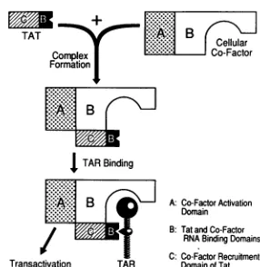 Fig. 5.wethiscontainingTAR.minimallyTat species specificity results from inefficient binding to Several groups have demonstrated that Tat is only active in murine cells and have further shown that low activity can be complemented in hybrid mouse cells huma