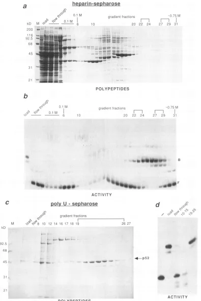 FIG. 1.withofofpoly(U)-SepharoseMolecular proteins the Purification of p52 from HeLa cells
