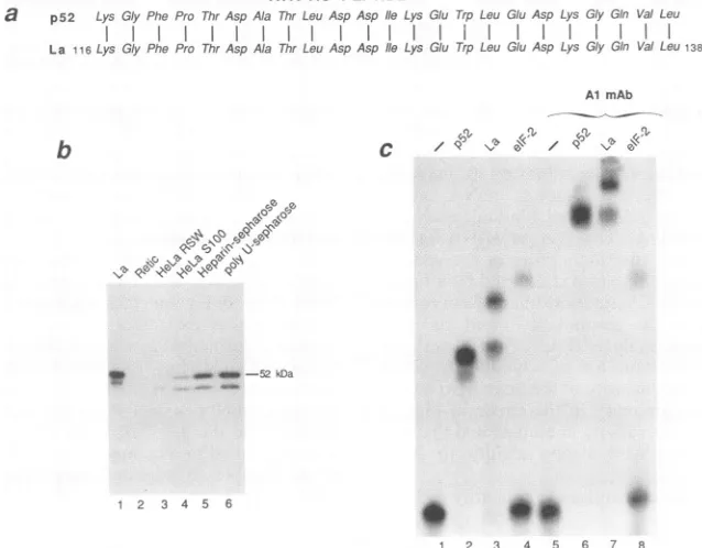 FIG. 2.ofexcess(1,170a. (c) the Scatchard analysis of RNA 559-624 binding to purified p52