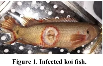 Figure 1. Infected koi fish.   