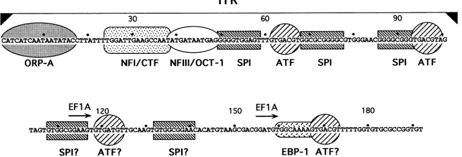 FIG. 1.orterminusNFI/CTF,sequence) ATF The left-terminal 194 bp of Ad5. The nucleotide sequence of the Ad5 ITR (terminal 103 bp, indicated by a bracket above the and the left-end flanking sequences are shown