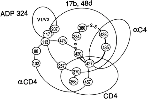 FIG. 3.onlychanges438completelybindingbindingtitionTheregionsdirectedchangesthethefor Schematic diagram of HIV-1 gpl20 residues important binding CD4 or antibodies