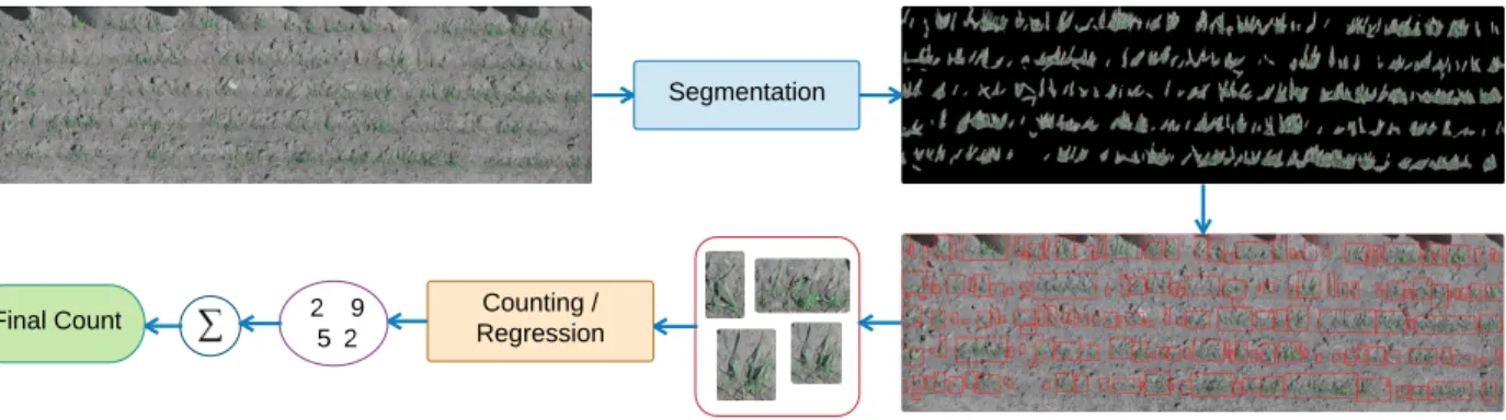 Figure 3.2: Workflow for emergence counting: 1) loosely segment the plant regions from RGB plot images with the segmentation module, 2) extract small patches containing plants via connected component analysis, 3) use counting module for individual counts o