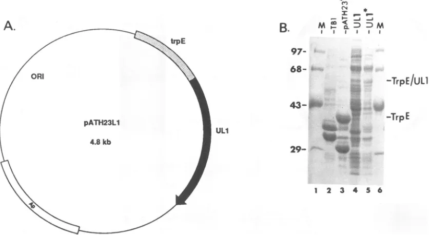 FIG. 2.gene.growncontainingofcells58thousands, the kDa; Expression of a TrpE-UL1 fusion protein from the pATH23L1 construct
