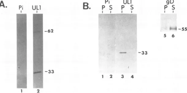 FIG. 8.wereconcentrationsinthetheinMolecular DIP-passage-64-enriched each Time course and pulse-chase analyses of ULl polypeptide in L-M cells infected with DIP-passage-64-enriched EHV-1