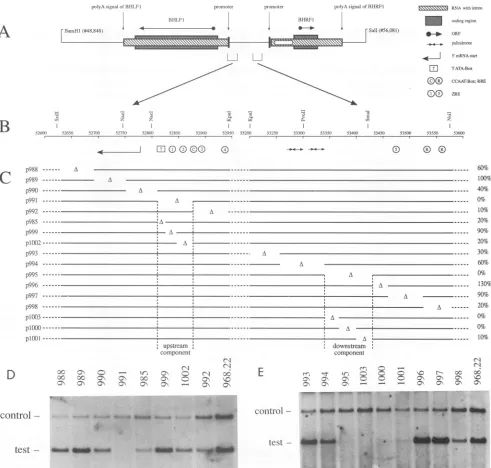 FIG.t,withNsiI)whichbeplO03,bindingplasmidsdownstreamp991,replicationautoradiogramsencompassas(C)tothestructures,strainduplicated 53,340 an inferred left Relevant core the internal regions 52,878 of is 53,369 sites and replication a EBV