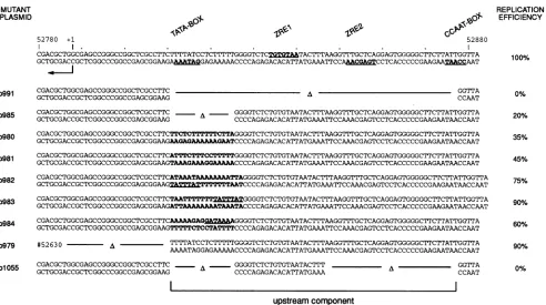 FIG. 2.ofinsitesinInandnucleotides bold detail p980 the Mutations in the TATA box of the BHLF1 promoter modulate the efficiency of oriLyt replication