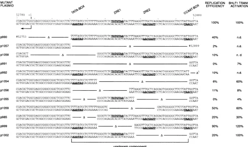 FIG. 3.structureand Cooperative elements mediate oriLyt replication in the upstream component