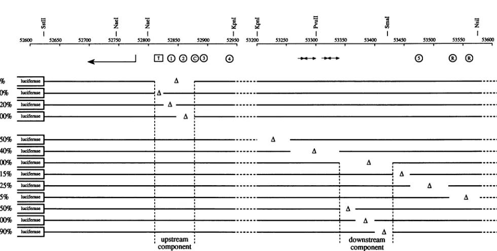 FIG. 4.transcriptionalcomponentcontrast,shownincludingthreefold Some, but not all, of the elements involved in transcription and replication colocalize in oriLyt