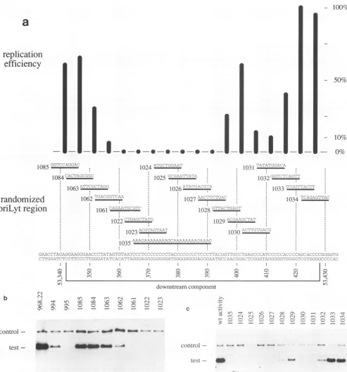 FIG.5.bytheorder,singlenucleotidesin Fig.Fine mapping of the downstream component reveals a novel element involved in oriLyt replication