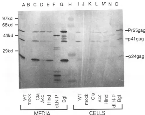 FIG. 2.werebyplescellontosupernatantsEmouseandLanes:sample)analysisantibodyactivity. and Expression and release of HIV Gag proteins