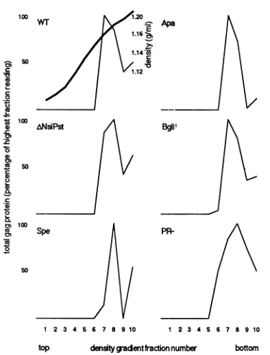 TABLE 2. HIV Gag protein release from cellsa