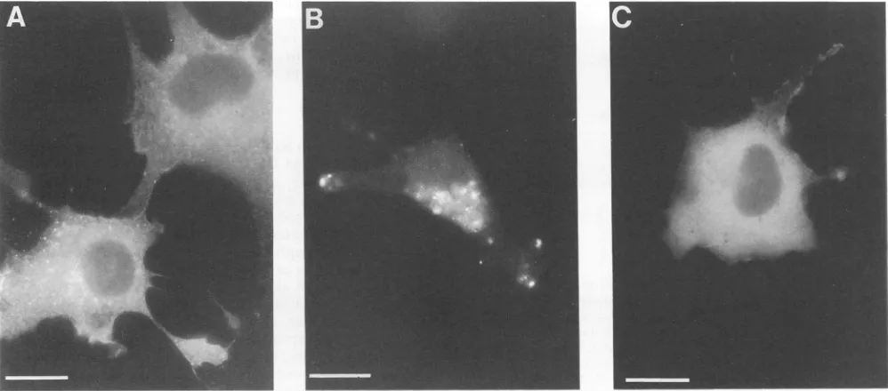 FIG. 4.wtCOS7immunofluorescence1:1,000 Indirect immunofluorescence detection of HIV Gag proteins in COS7 cells