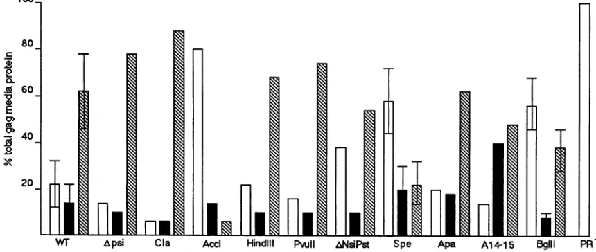 FIG. 5.HindIII;mutantspreparedcellsFig.determinedeightnoblotdesignatedSamplesL, mock; Assembly and processing of HIV gag mutants