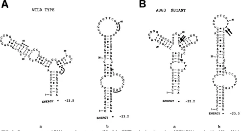 FIG. 9.withfromdirectionrespectively.the Computer-generated RNA secondary structures (24) of the ORF3 packaging site region of RSV RNA, nucleotides 159 to 236 in SR-A(SF) strain