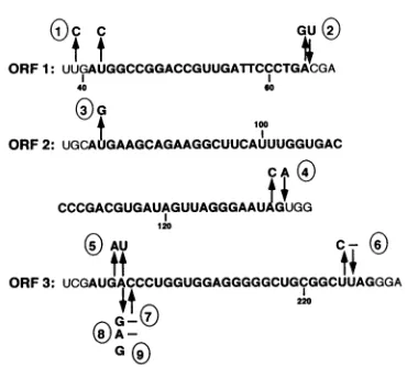 FIG. 1.flankingthemutationstions4,nucleotidecleavageMutationsarrows TC2; Site-specific mutations of the RSV leader ORFs