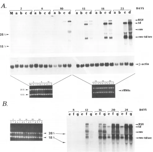 FIG. 4.TC1TC2,originaltransfectedmRNACEFs(whichsamplesharvested Northern analysis of RSV RNAs in transfected CEFs
