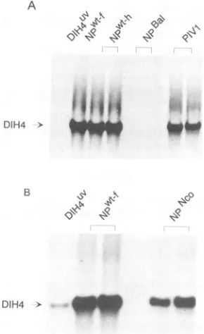 FIG. 2.virus,waspGEM-P/CNPwt-fCV1aboveisolatedriboprobethenDIH4Uvindicaterepresent DIH4 amplification in vivo with various NP proteins
