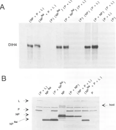 FIG. 4.wasgenomebelowgradientsDNADIH4'RNAs).differenceRNAsalso(-)-DIH4(+)-DIH4 Genome replication initiated from plasmid DNA