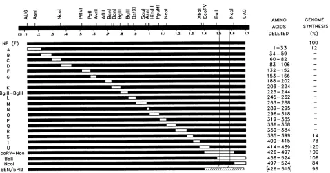 FIG. 5.ofMethods)synthesispreciseindicateslines NP'W The activity of various deleted NPs in vitro