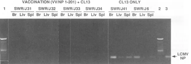 TABLE 2. Prevention by CTL vaccine of establishment of persistent viral infectiona