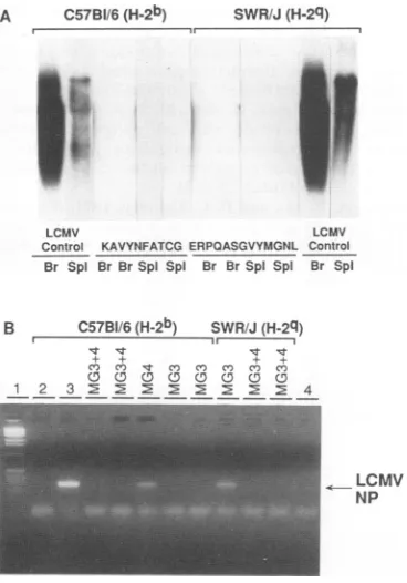 FIG. 5.contains Evidence that vaccination with recombinant VV that oligonucleotides which encoding peptides corresponding to