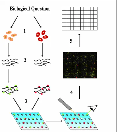 Figure 1.4: An example of microarray experiment (Diagram courtesy of Jeremy 