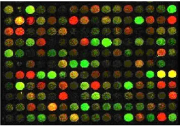 Figure 1.5: Sample Image 