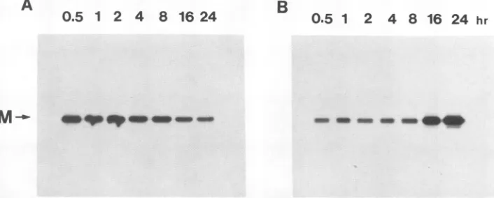 FIG. 2.washedcellpolyacrylamideindicatedtomethionine-free(B). precipitate Pulse-chase analysis of [35S]methionine-labeled M protein synthesized in SF9 cells (A) and released into the cell culture medium SF9 cells were infected with recombinant vAcVSV-M at 