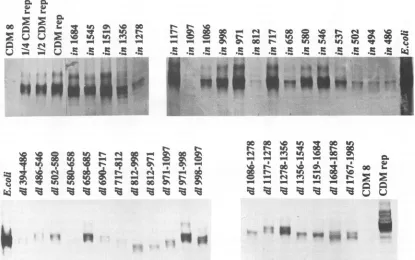 FIG. 1.codonindicated.indicate Map of the AAV rep gene open reading frame of the 621-amino-acid Rep78 protein and locations of mutations