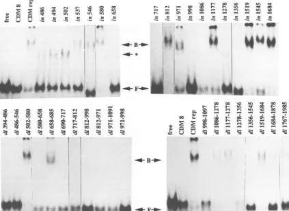 FIG.I&F,retardation free 4. Binding of mutant AAV Rep proteins to AAV terminal repeats