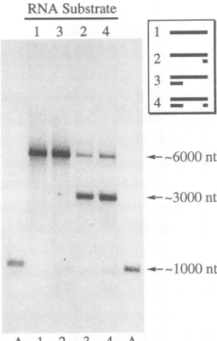 FIG. 5.markers.estimatedproductsphoresistemplatestratesindried a RNA synthesis by poliovirus polymerase