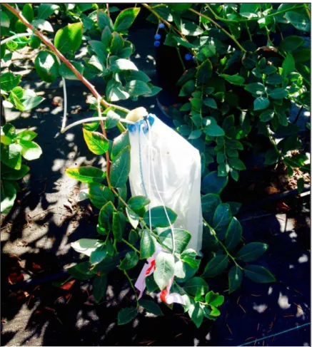 Figure 3: Bagged blueberry cluster. Includes drawstring and sponge closure and HOBO  Data Logger