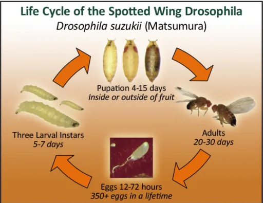 Figure 1: The life cycle of SWD. Courtesy of the Washington State University  Extension Service