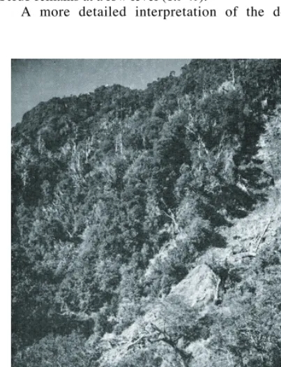 FIGURE 6. Recent slipping and forest death on 35∞mid-altitudinalslopeswithinthezoneofhighestcanopy mortality on Mt Bryan O'Lynn.