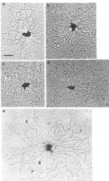 FIG. 3.incubated Looped DNA structures induced by bEBNAl proteins bound to both the FR and DS elements of oriP