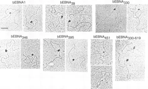 TABLE 1. Complexes formed between bEBNAl mutant proteins and oriP DNAa