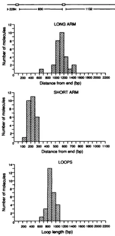 FIG. 8.containingbEBNA1bEBNA346theforlinear(e) Complexes formed between bEBNA1 proteins and DNA two EBNA1-binding sites