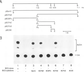 FIG. 2.PstI;cloneTheenzymatictopCAPCAT replace CAT expression from the pCAPCAT reporter plasmid, using subclones of the AcMNPV genome in the region from 4.8 to 11.1 m.u