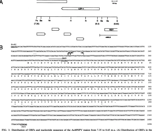 FIG. 3.PstI-EcoRIBstEII;brokenindicatespolypeptideprimerrestriction Distribution of ORFs and nucleotide sequence of the AcMNPV region from 7.35 to 8.65 m.u