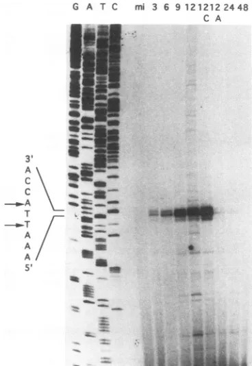 FIG. 4.AcMNPVkeyextractedleftextractedstrand-specificillustratedsamplesORF. Northern blot analysis of lef-1transcripts.(A) The DNA fragment used for Northern blot analysis is by an arrow under the open arrow representing the lef-l Numbers indicate approxim