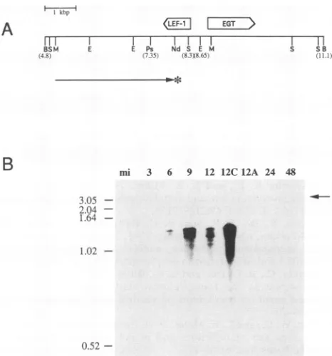 FIG. 6.wasusedposition3A.thetheprotectedinS1MolecularLanetoannealed parentheses the Mapping the 3' end of the lef-1 transcript