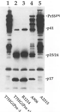TABLE 1. Insertion mutations in HIV-1 Gag-PR
