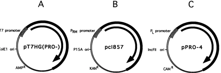 FIG. 2.eachsequences. The effect of linker insertion mutations on the PR activity of the HIV-1 Gag-PR polyprotein