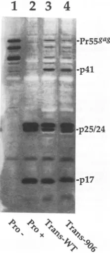 FIG. 4.withplasmids:Pr55ragPro-4.proteintransformantpT7HG(Pro+);insertionataantibodiesBacterial combination 42'C Examples of the effect of linker insertion mutations in on cleavage by viral PR expressed in trans in bacteria