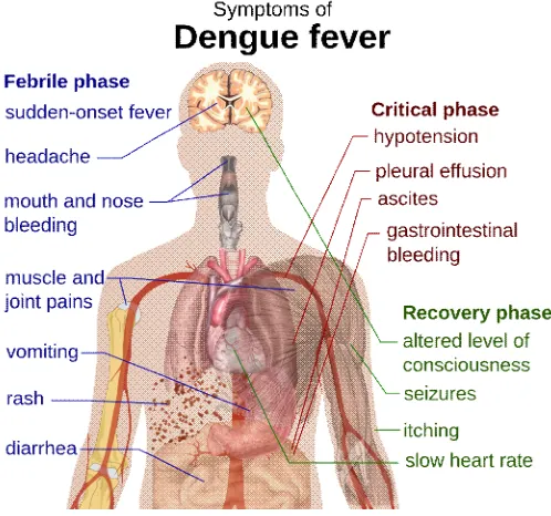 Fig. 1: Aedes Mosquito (Wikipedia) 
