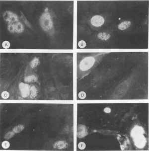 FIG. 1.forand Immunofluorescence staining of MKCs transfected with polyomavirus genomes derived from pPY5O1D (A and B), pPY5O1A (C D), and pPY501A42 (E and F)