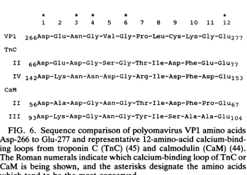 FIG. 6.Asp-266whichTheingCaM Sequence comparison of polyomavirus VP1 amino acids to Glu-277 and representative 12-amino-acid calcium-bind- loops from troponin C (TnC) (45) and calmodulin (CaM) (44)