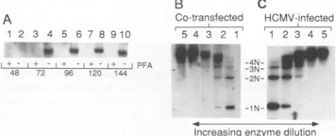 FIG.1.pCM1029,locationsdonereporterautoradiogram Ability of cotransfected cosmids to complement replication of cloned HCMV oriLyt